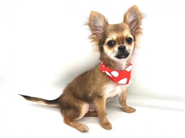 チワワ（ロングコート）