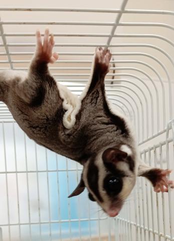 フクロモモンガ