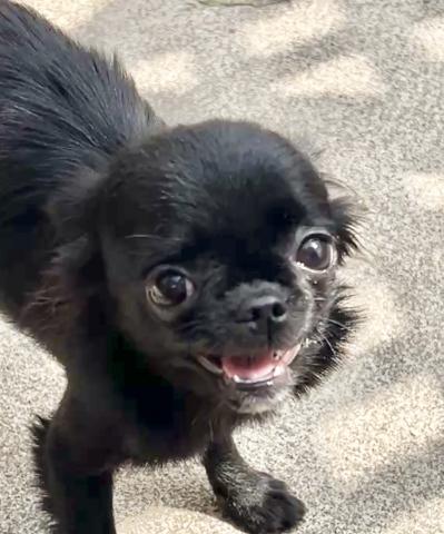 チワワ(ロングコート)