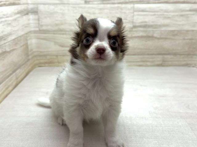 チワワ(ロングコート)