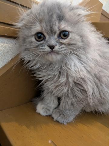 スコティッシュフォールド