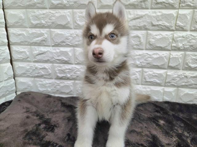 シベリアンハスキー