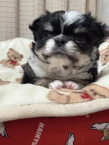 チワワ（ロングコート）