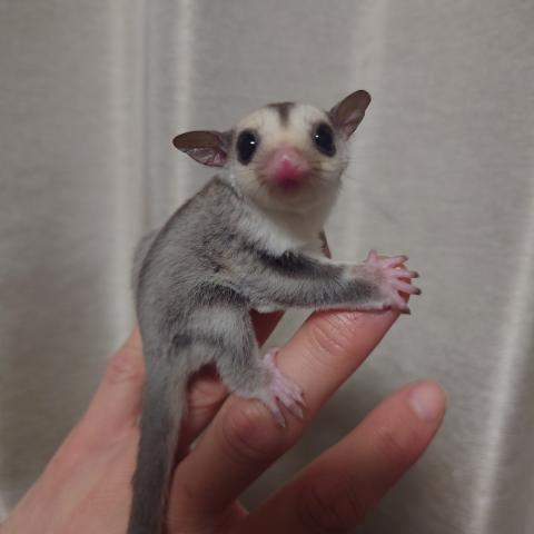 ストロベリー(赤茶黒目)