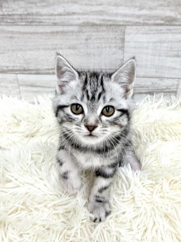 まんまるフェイスのアメショちゃん♫