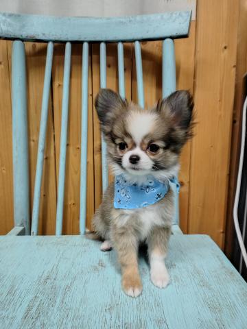 チワワ(ロングコート)