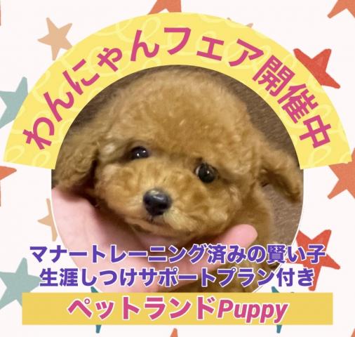 💕ペットランドPuppy💕ブリーダー直販店💕