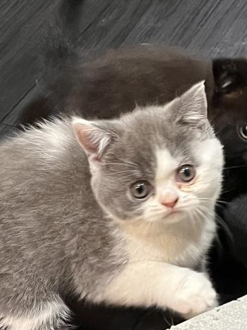 ブリティッシュショートヘア