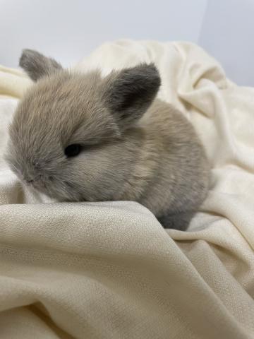 ホーランドロップイヤー