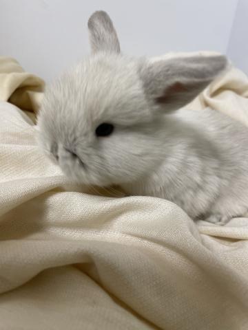 ホーランドロップイヤー