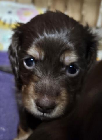 ミニチュアダックスフンド