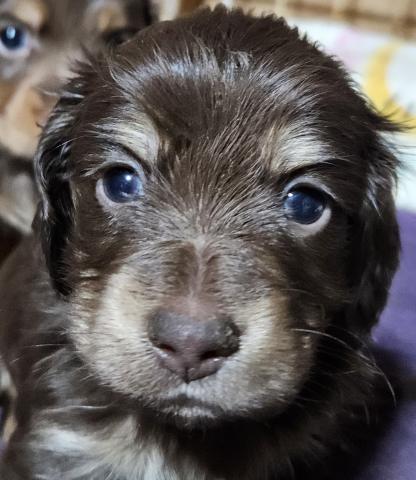 ミニチュアダックスフンド