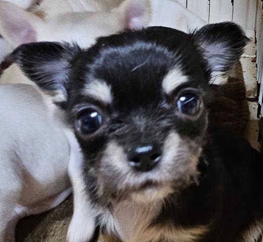 チワワ(ロングコート)