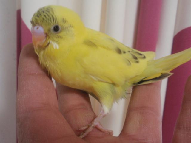 ハルクインセキセイインコ 雛 (^_-)-☆