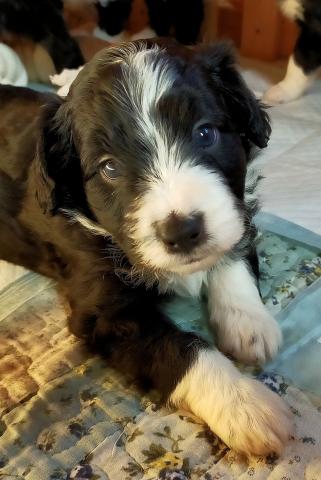 MIXボードゥードル:モナ