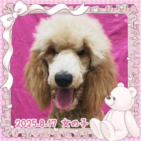 スタンダードプードル