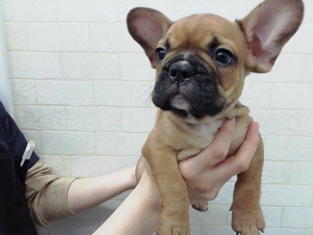 フレンチブルドッグ