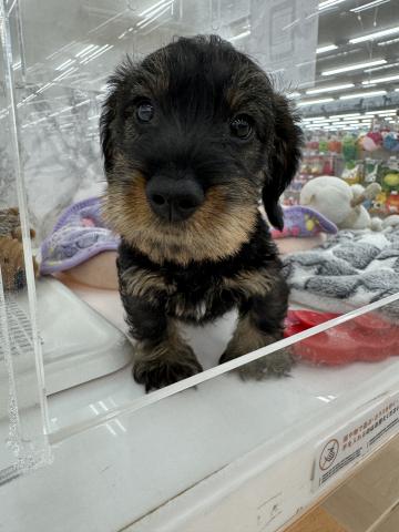 ミニチュアダックスフンド(ワイヤー)