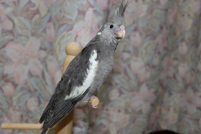 オカメ挿し餌中