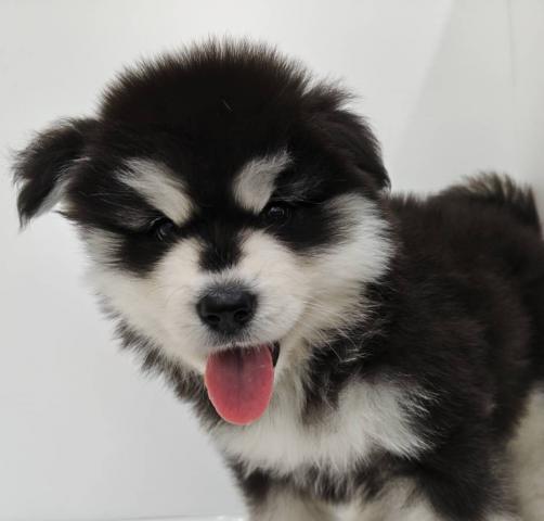 アラスカンマラミュート