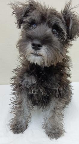 ミニチュアシュナウザー