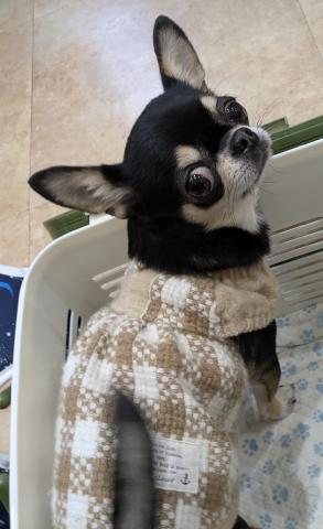 チワワ（スムースコート）