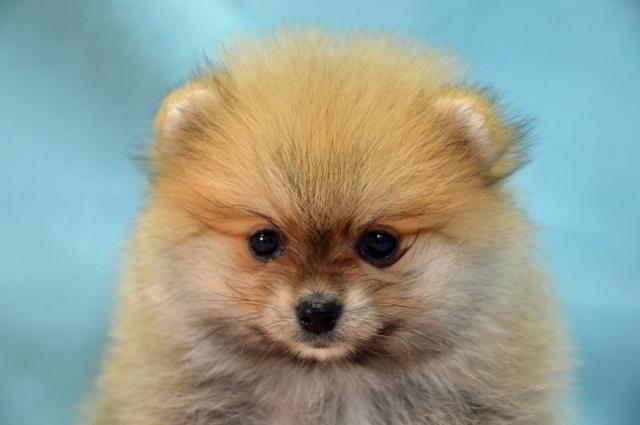 ポメラニアン