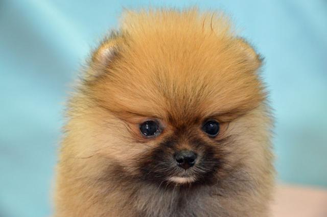 ポメラニアン