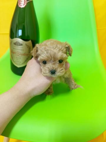 MIX極小ロイヤルマルプー✨