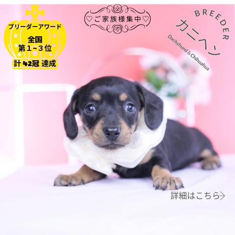 カニヘンダックスフンド スムース