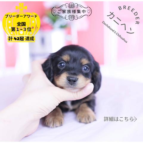 カニヘンダックスフンド ロング