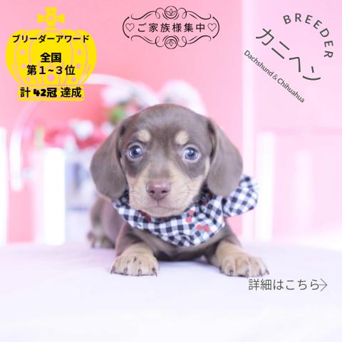 カニヘンダックスフンド スムース