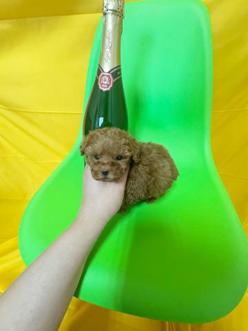 トイプードルロイヤルティーカッププードル✨