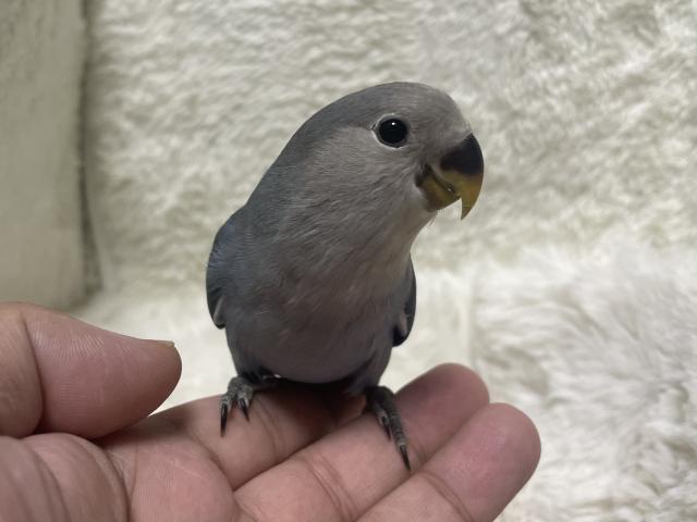 コザクラインコ