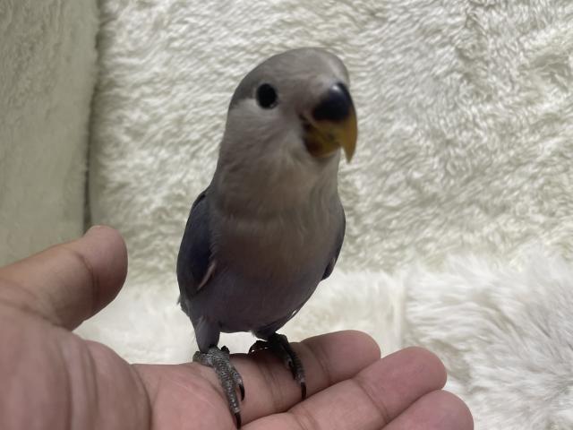 コザクラインコ