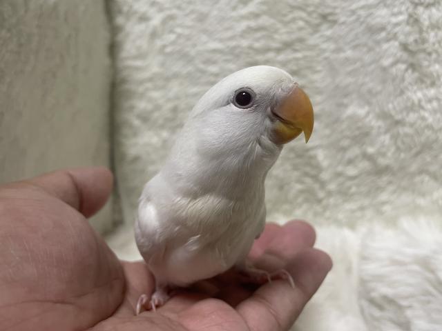 コザクラインコ