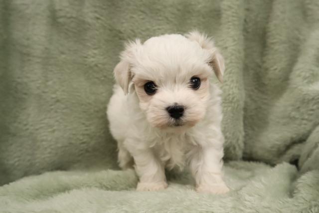 マルチーズ小さくて可愛い❣️★表示価格は生体価格、ワクチン、マイクロチップ、生命、先天性病気保障、など諸費用全部含むの総額です! ★ご来店お待ちしております。