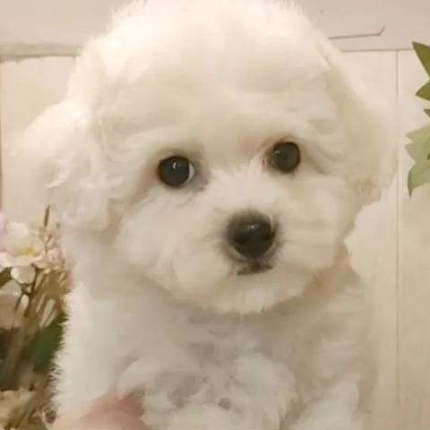 ビションフリーゼ