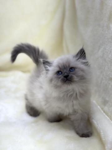 ネヴァマスカレード