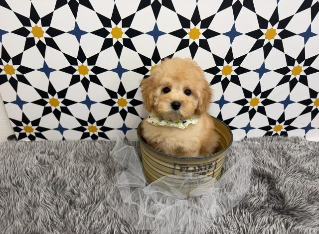 タイニープードル