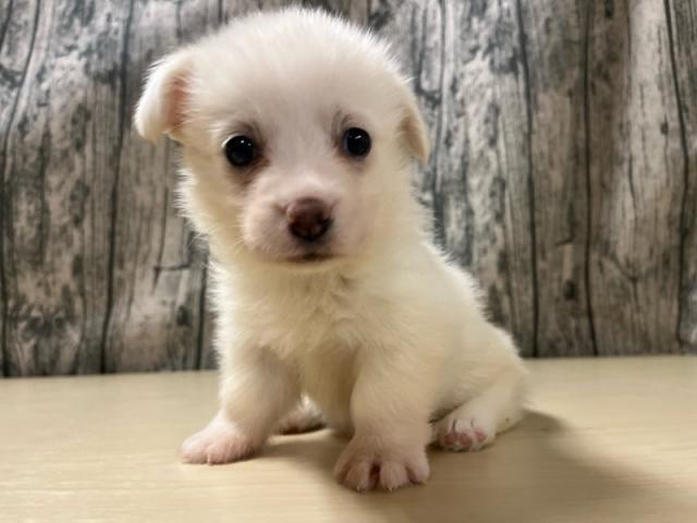 ウェルシュコーギーペンブローク ※断尾なし