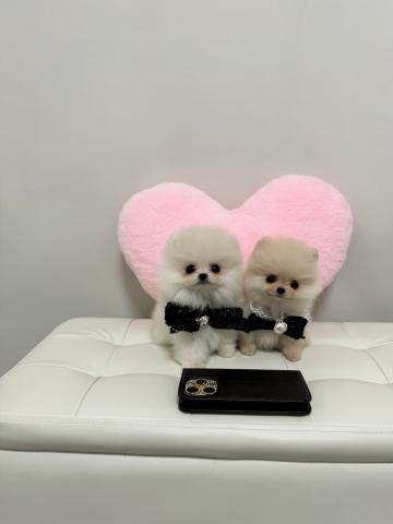 ポメラニアン🎖️🫧超極小ポメラニアン🫧