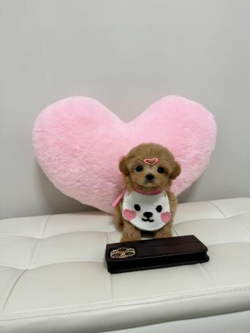 MIX🤍極小マルプー