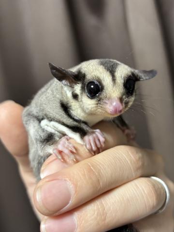 フクロモモンガ ｜ノーマルhetクリミノ