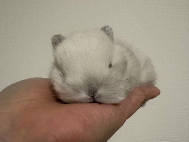 ネザーランドドワーフ