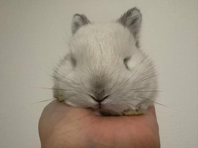 ネザーランドドワーフ