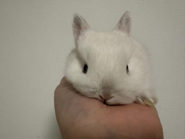 ネザーランドドワーフ