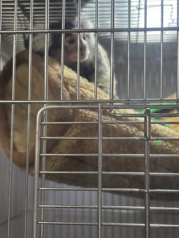 コモンマーモセット