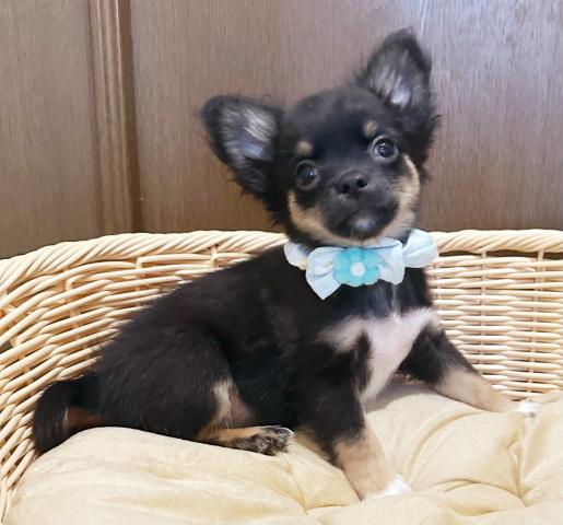 チワワ（ロングコート）