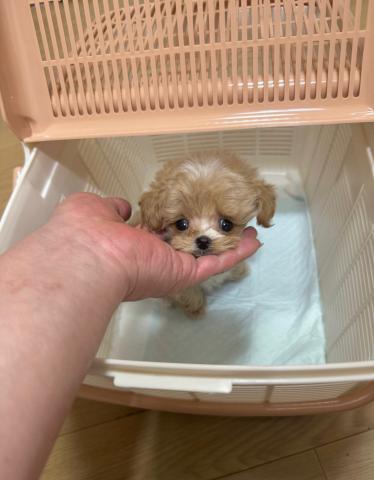 MIX❤️超〜可愛い赤ちゃん顔❤️